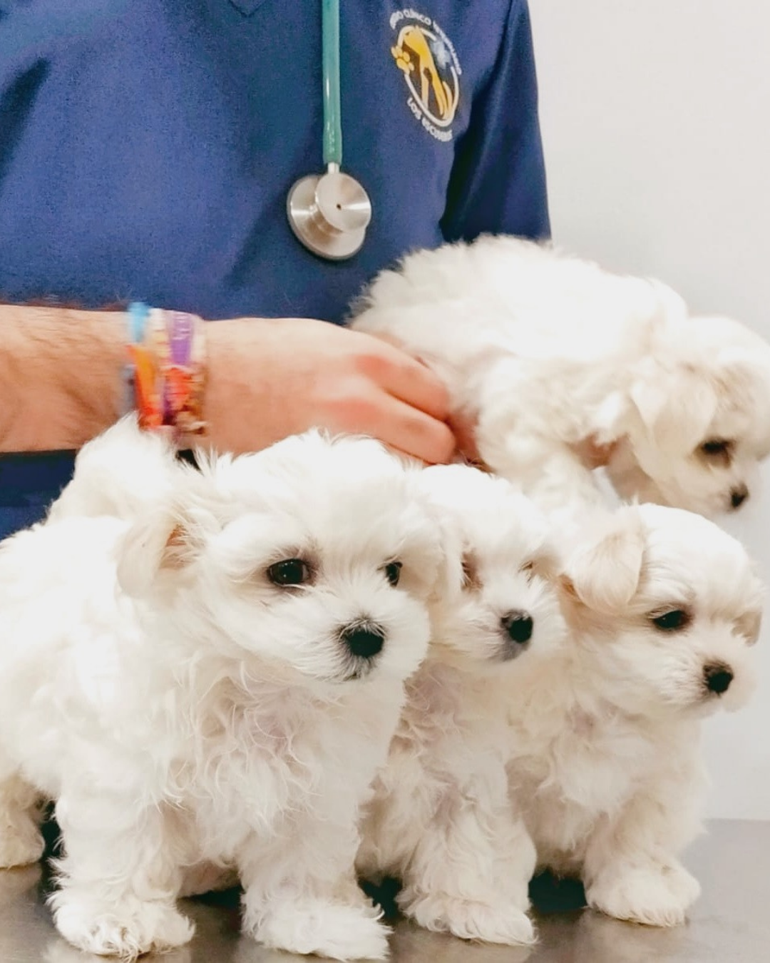 Clinica Veterinaria Jaen