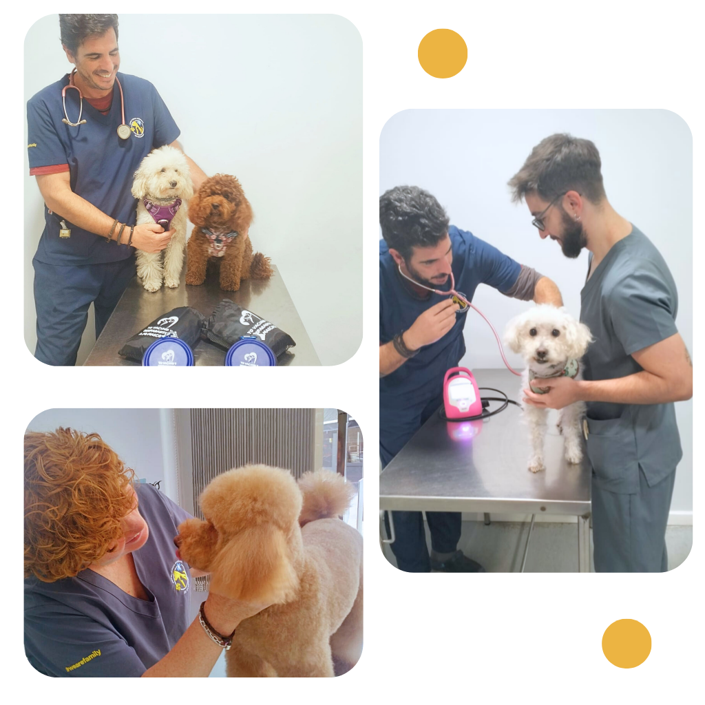 Equipo Veterinario Los Escuderos Jaen Equipo Veterinario Los Escuderos Jaen